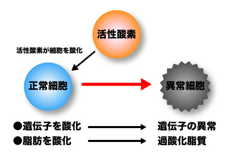 活性酸素の害